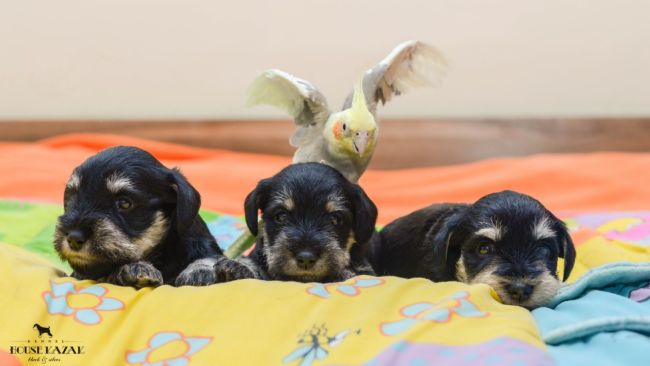 miniature schnauzer patuljasti snaucer