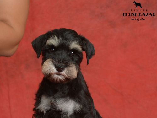 miniature schnauzer patuljasti snaucer