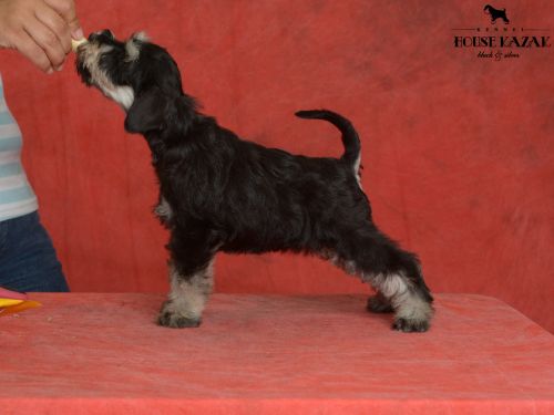 miniature schnauzer patuljasti snaucer