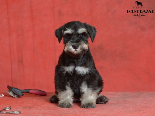 miniature schnauzer patuljasti snaucer