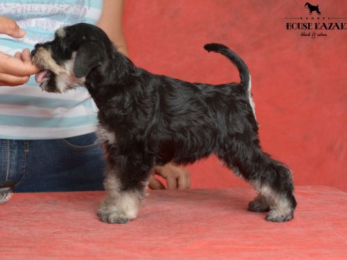 miniature schnauzer patuljasti snaucer