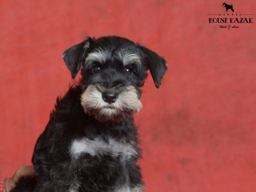 miniature schnauzer patuljasti snaucer