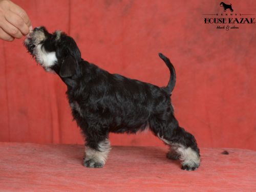 miniature schnauzer patuljasti snaucer
