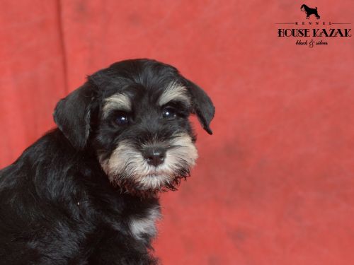 miniature schnauzer patuljasti snaucer