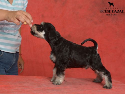 miniature schnauzer patuljasti snaucer