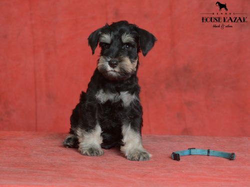 miniature schnauzer patuljasti snaucer