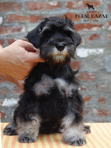 miniature schnauzer patuljasti snaucer