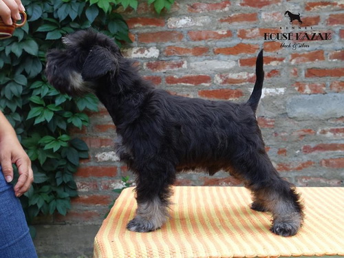 miniature schnauzer patuljasti snaucer