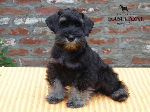 miniature schnauzer patuljasti snaucer