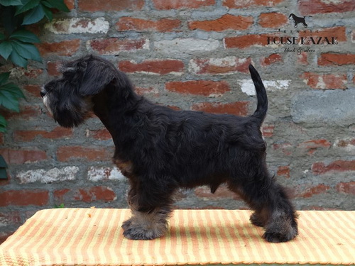 miniature schnauzer patuljasti snaucer
