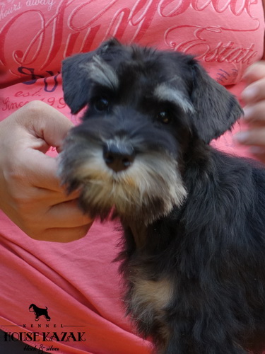 miniature schnauzer patuljasti snaucer
