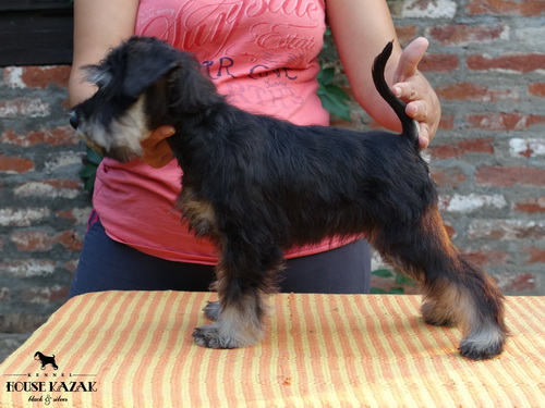 miniature schnauzer patuljasti snaucer
