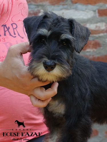 miniature schnauzer patuljasti snaucer