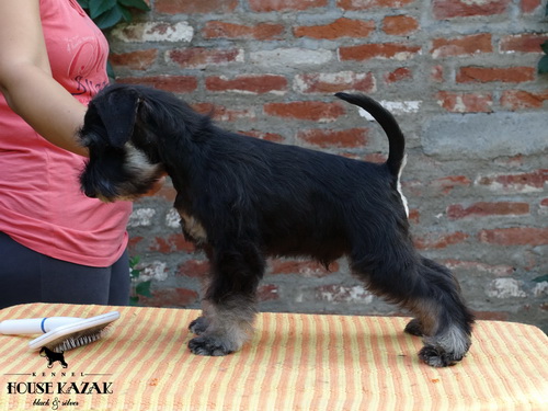 miniature schnauzer patuljasti snaucer