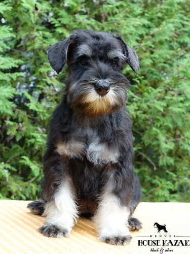 miniature schnauzer patuljasti snaucer