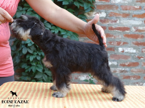 miniature schnauzer patuljasti snaucer