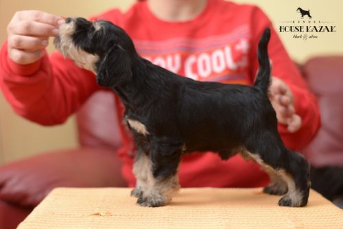 miniature schnauzer patuljasti snaucer