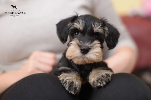 miniature schnauzer patuljasti snaucer