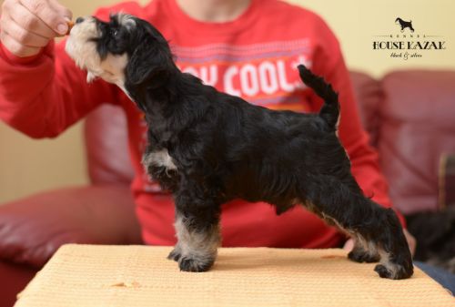 miniature schnauzer patuljasti snaucer