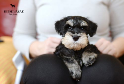 miniature schnauzer patuljasti snaucer