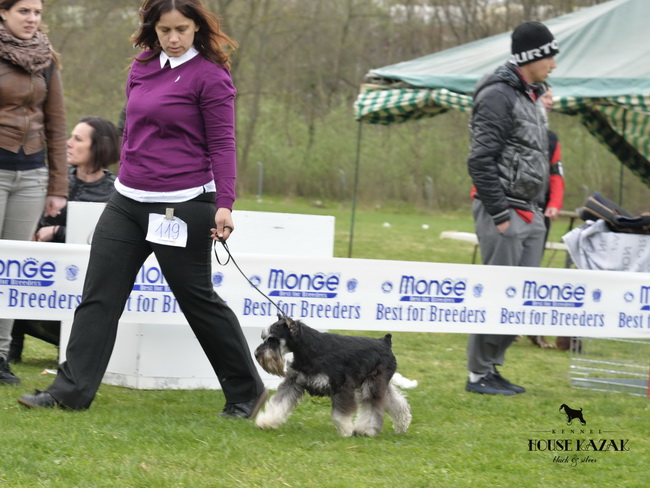 Repitition's Shogun "Vuk" (Repitition's Valedictorian & Myla's The Devil Wears Prada )- junior class - V1, JCAC, Best junior, BOB, Junior BIS, R.BOG