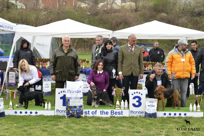Repitition's Shogun "Vuk" (Repitition's Valedictorian & Myla's The Devil Wears Prada )- junior class - V1, JCAC, Best junior, BOB, Junior BIS, R.BOG