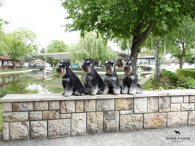 Cacib Skopje