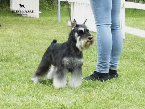 House Kazak Prince ''Daki'' - intermedia class - CAC, R.CACIB