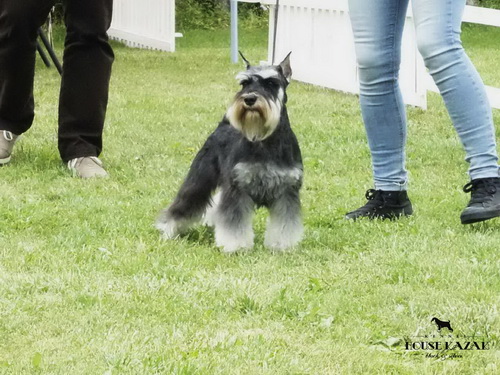 House Kazak Prince ''Daki'' - intermedia class - CAC, R.CACIB