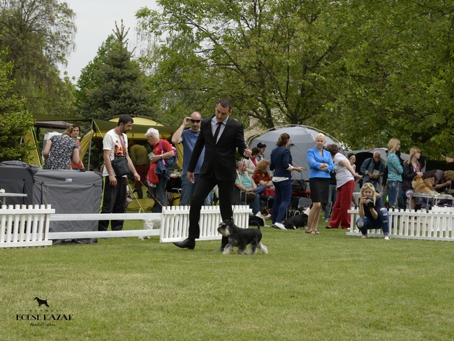 Recognition's United Action "Fedor " - champion class - CAC, CACIB, BOB