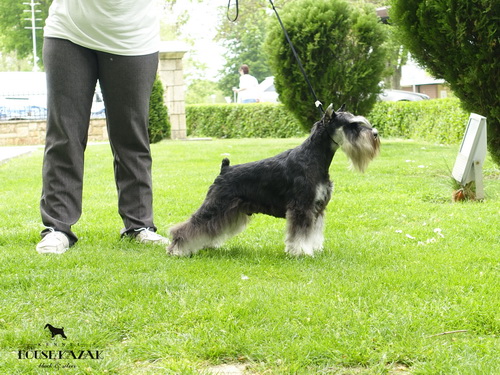 Repitition's Shogun " Vuk " - junior class - JCAC, JBOB, BOB