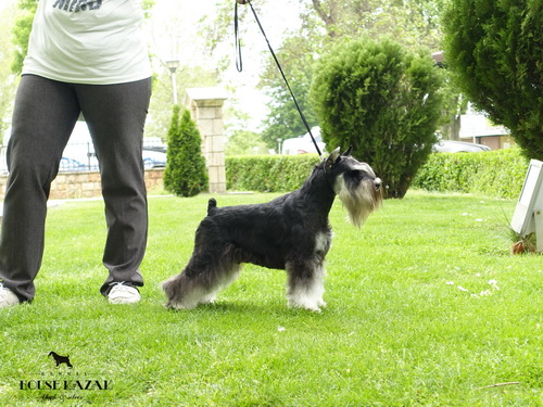Repitition's Shogun " Vuk " - junior class - JCAC, JBOB, BOB