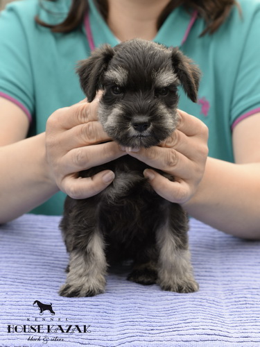 miniature schnauzer patuljasti snaucer