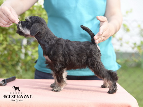 miniature schnauzer patuljasti snaucer