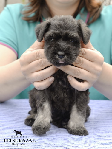 miniature schnauzer patuljasti snaucer