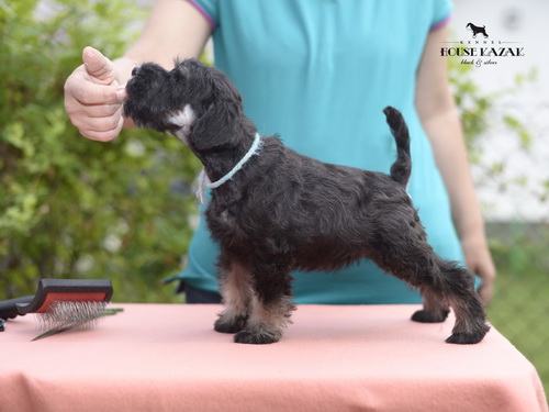 miniature schnauzer patuljasti snaucer