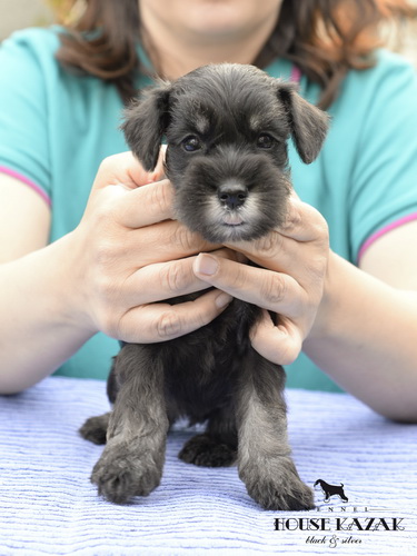 miniature schnauzer patuljasti snaucer
