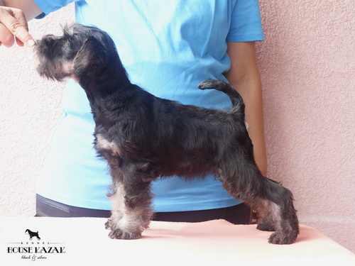 miniature schnauzer patuljasti snaucer