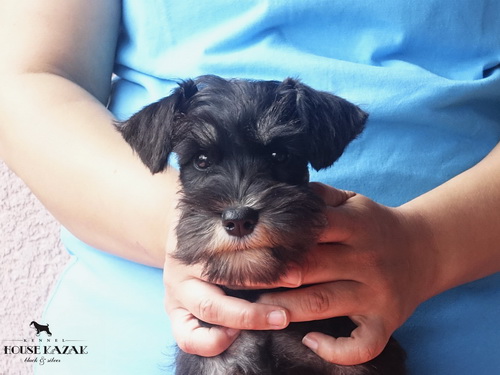 miniature schnauzer patuljasti snaucer