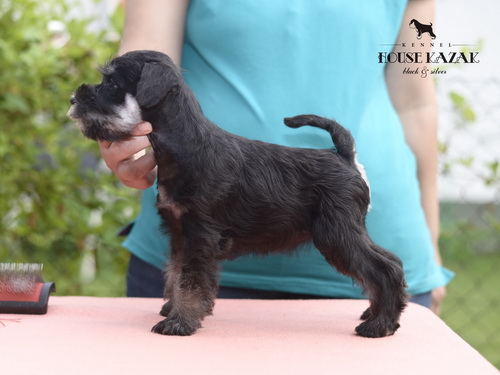 miniature schnauzer patuljasti snaucer