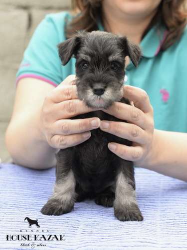 miniature schnauzer patuljasti snaucer