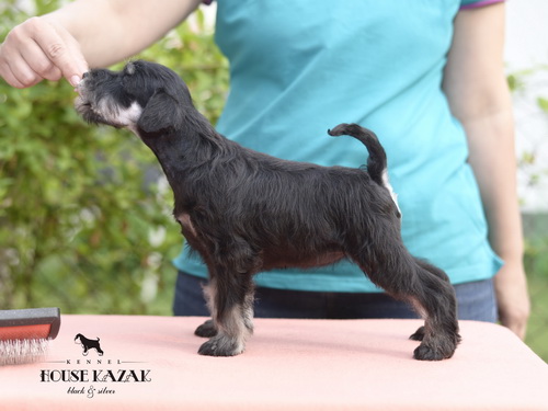 miniature schnauzer patuljasti snaucer