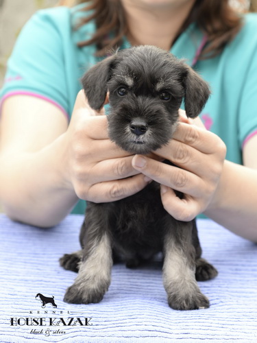 miniature schnauzer patuljasti snaucer