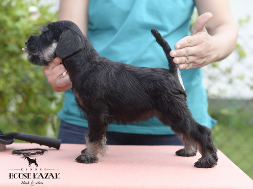miniature schnauzer patuljasti snaucer
