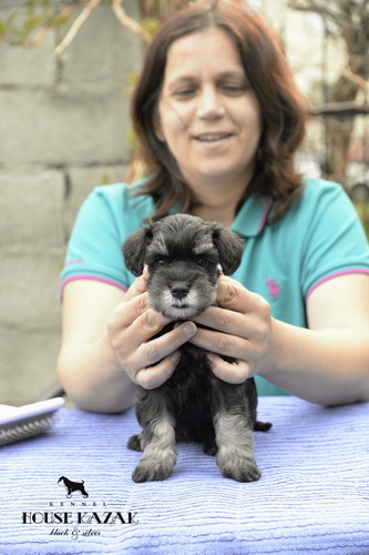 miniature schnauzer patuljasti snaucer