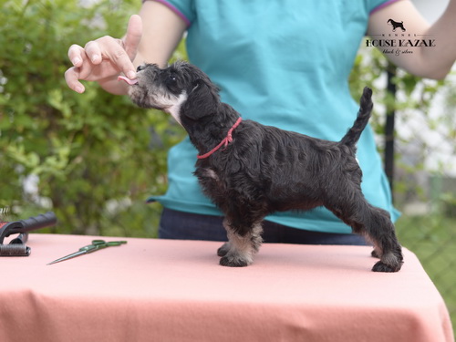 miniature schnauzer patuljasti snaucer