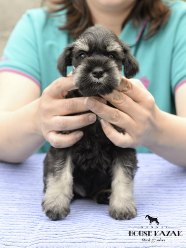 miniature schnauzer patuljasti snaucer