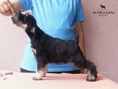 miniature schnauzer patuljasti snaucer