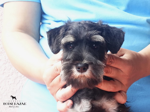 miniature schnauzer patuljasti snaucer