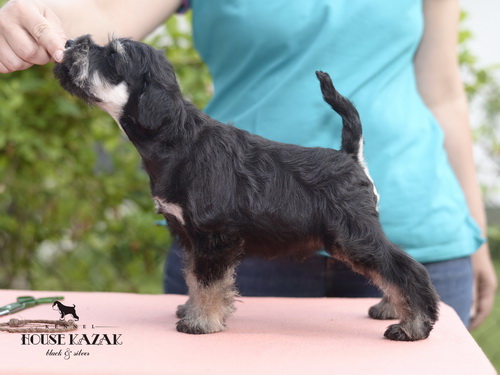 miniature schnauzer patuljasti snaucer